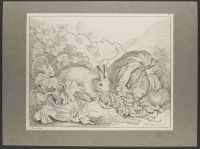 Rabbit eating grapes