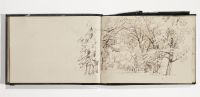 Dense group of tall trees