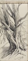 Gnarled Tree Trunk