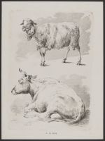 Studies of a Sheep and a Bull (plate 4)