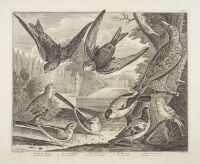 Icones avium cum nominibus anglicis: Plate 11