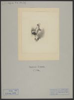 Gentleman in 18th century costume