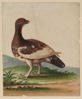 Ptarmigan