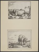 A bear eating from a bowl