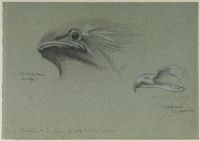 Head of a frogmouth and skull of an oilbird