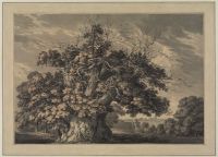 Chestnut Tree at Little Wymondley, Hertfordshire