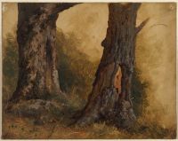 Study of two tree trunks
