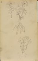 Four plant studies