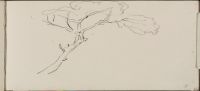 Study of a tree