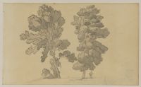 Two trees - near Dulwich College