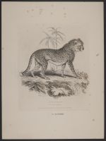 Cheetah