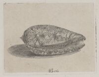 A Shell