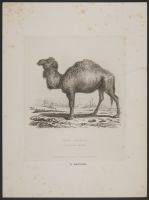 The Camel
