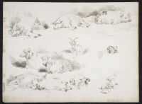 Studies of pigs, sheep, a goat, a dog and a calf