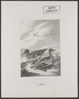 Garganey & Teal