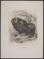 The Musk Bull