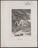 Heron