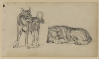 Two studies of a guard dog, standing (left) and lying down  (right)
