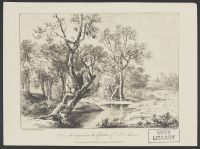 Forest Landscape with Tree in Foreground