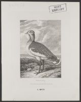 Bustard