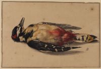Dead woodpecker