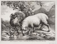 Sheep drinking from a stream