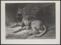Sleeping Bloodhound
